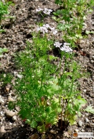 Coriandrum sativum -- Koriander
